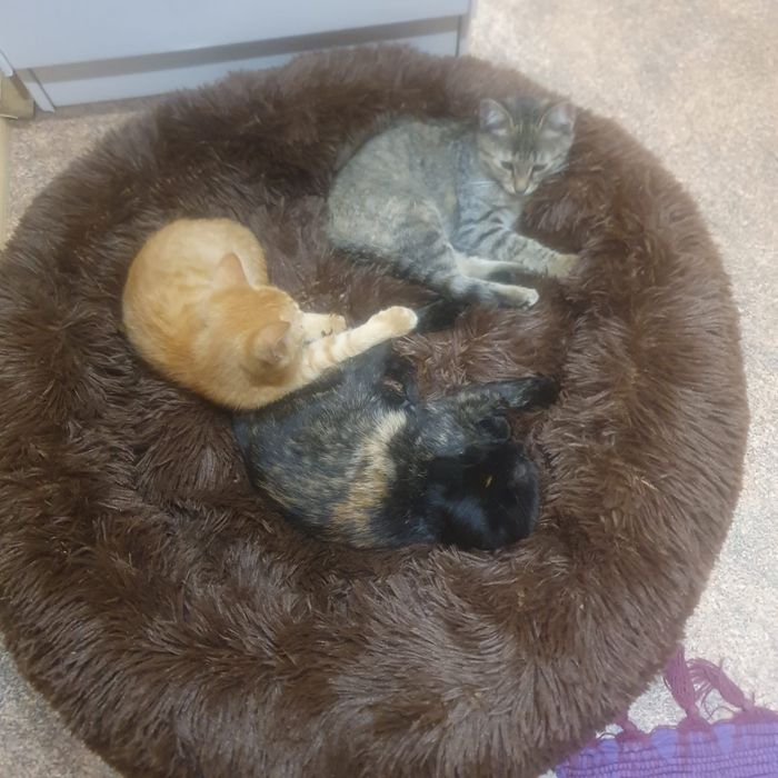Котятки ищут дом
