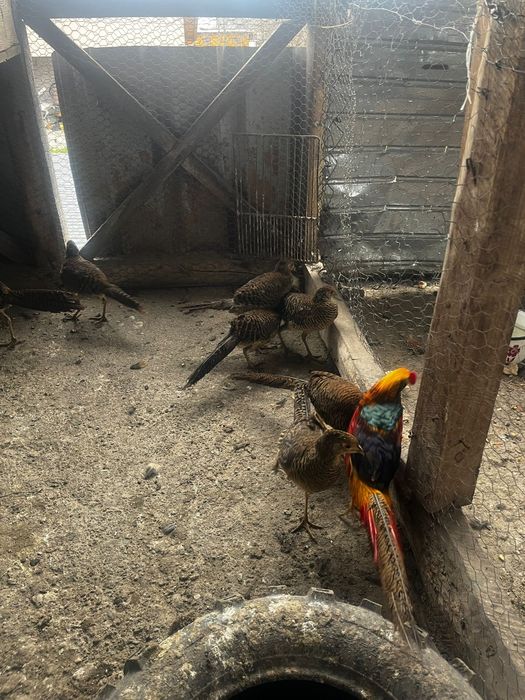 Fazani auriu pe rosu!