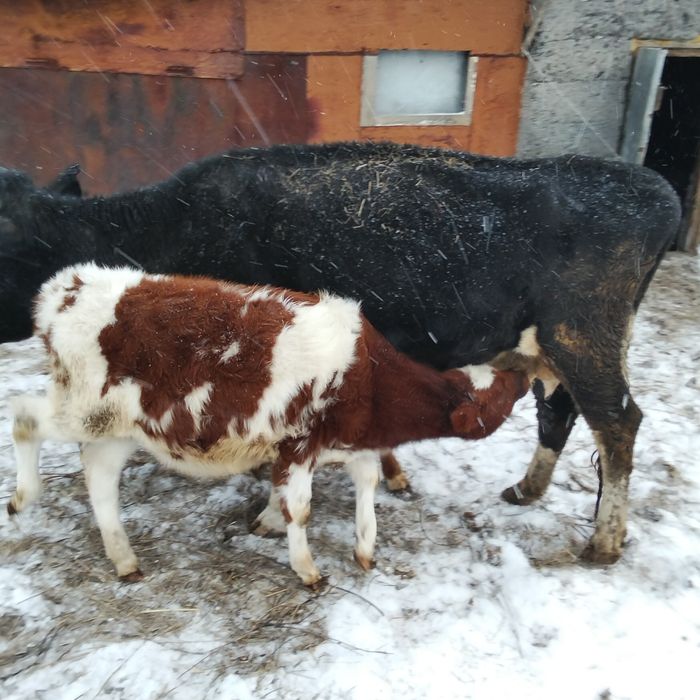 Продам троих телят