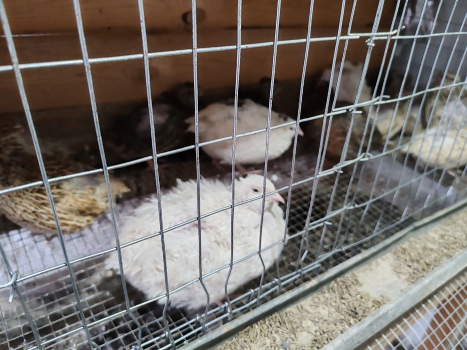 Бөдене. Перепелки.