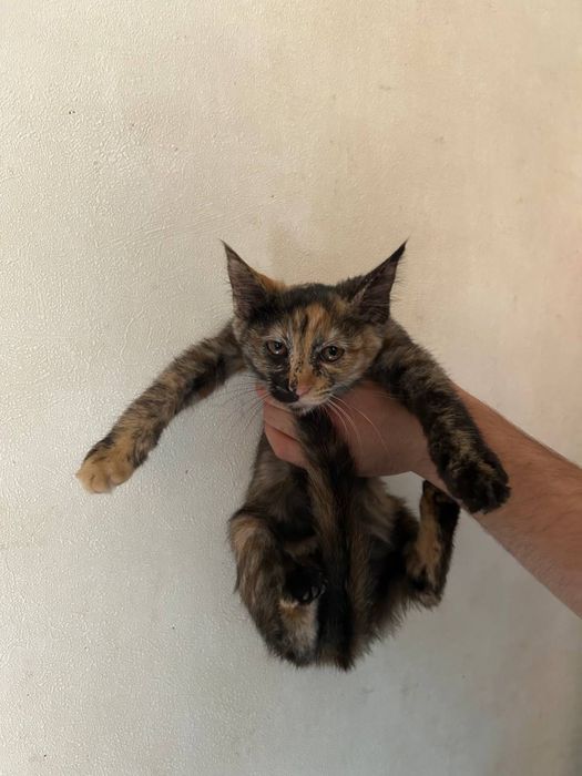 Котята отдам даром