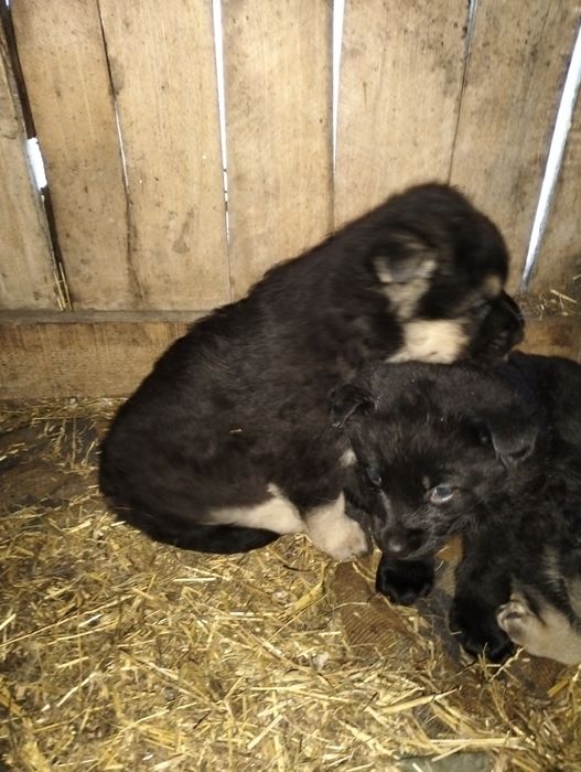 Продам щенят ВЕО,девочки!