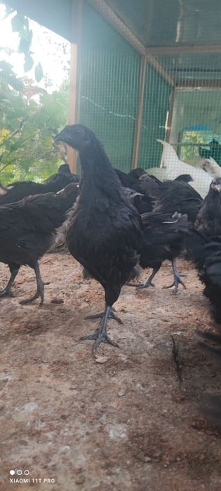 Uxeliyuy 3 oylik jujalari sotiladi