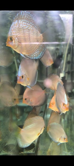 Дискус!!!Подросткалар сотилади!!!