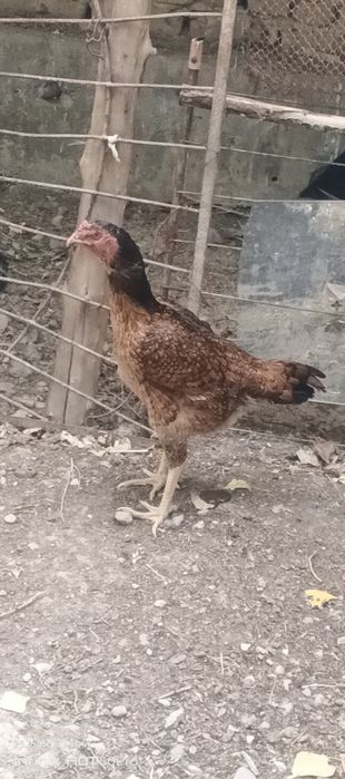 Dakang tovuqlar zotlarizor sirochni sotiladi