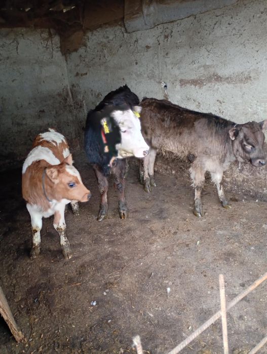 Vitei sugari si intarcati pentru crescut ! Exemplare frumoase,