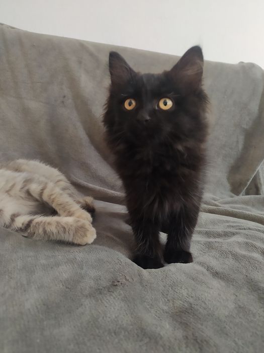 отдам котят бесплатно