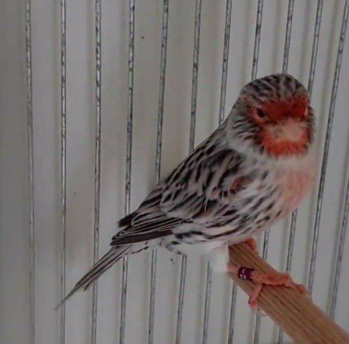 canari tineret,masculi,femele ,hibrizi