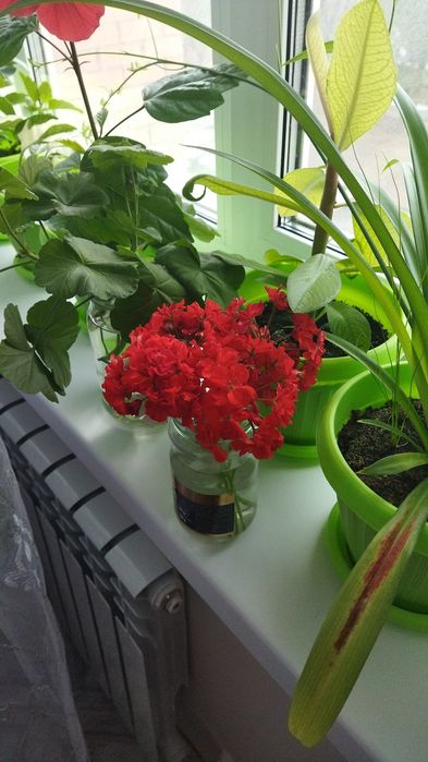 Продам комнатные цветы от 1300тг