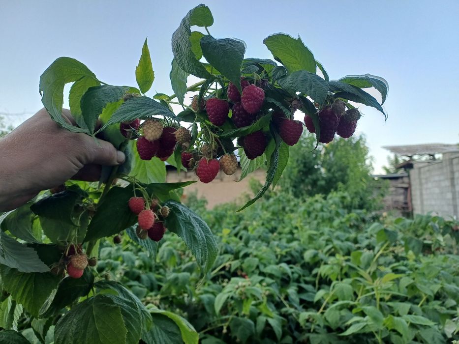 Малина ремонтантная