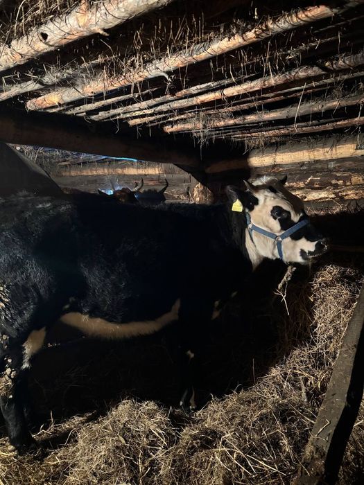 Продаётся тёлки за 1 млн сто тыс. За двоих. Есть торг!!!