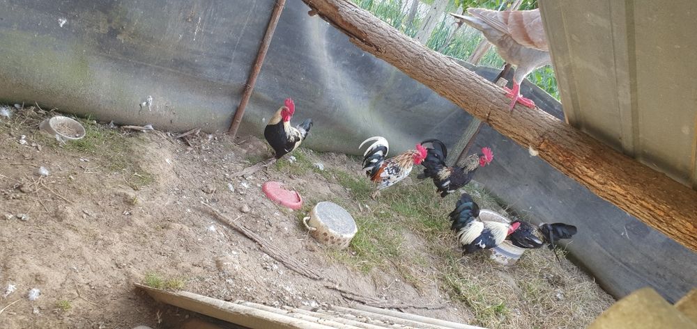 Vând rate mute, rățoi, 1 rata muta cu 15 boboci de 3 zile, cocoși iopani, porumbei