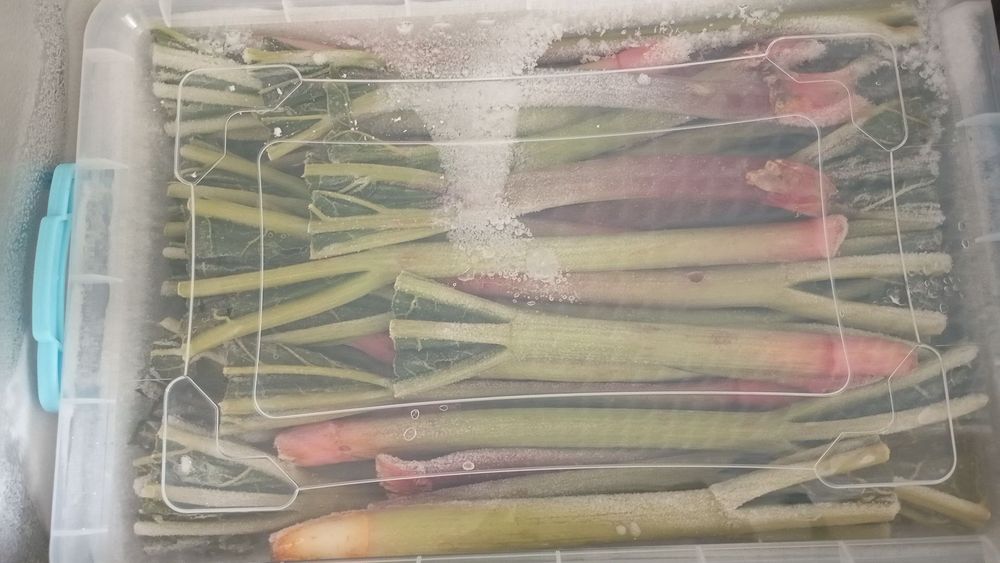 Dovcha bor kok sulton bor va ravoch bor