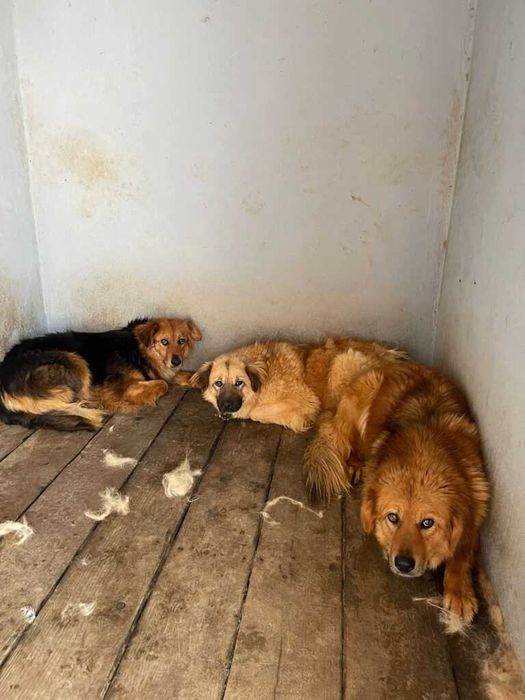 Adopta un caine - un sufletel are nevoie de stapan!