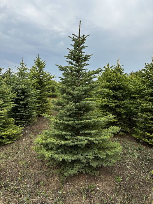 Лавровишна,футиния! Рози,лейланди и смарагд!
