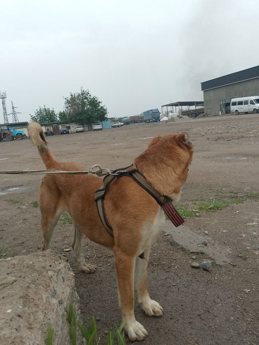 алабай  2жасар..