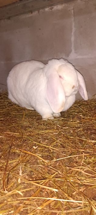 Iepuri berbec german