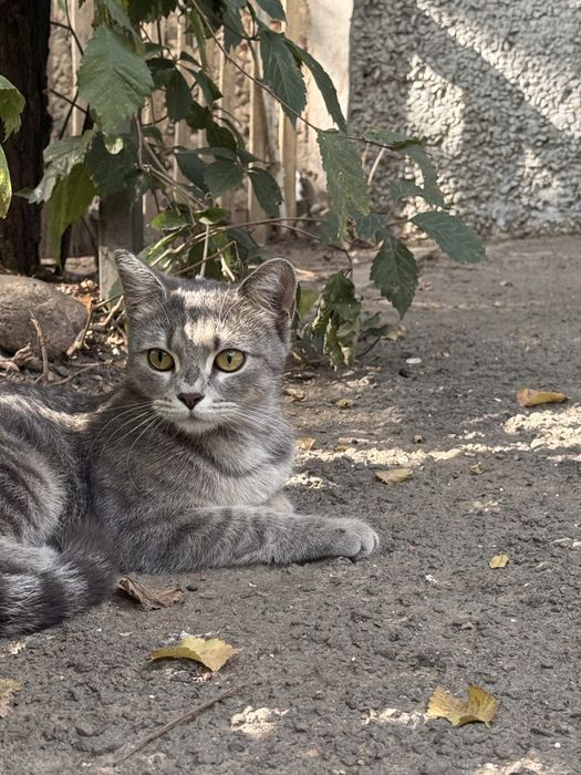 Кошка в добрые руки