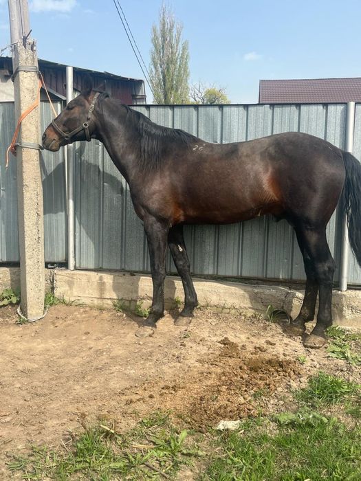 Айгыр жеребец  8 жасар