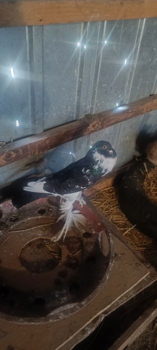 Vând porumbei rasa gușați pomerania