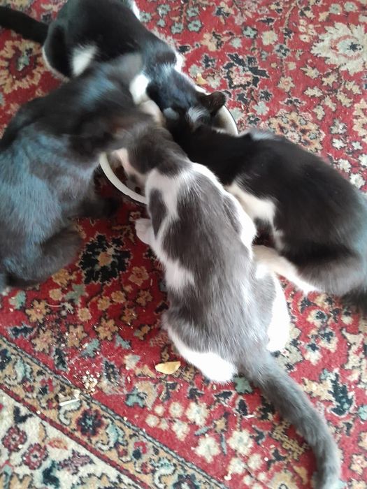 Отдам Котят бесплатно