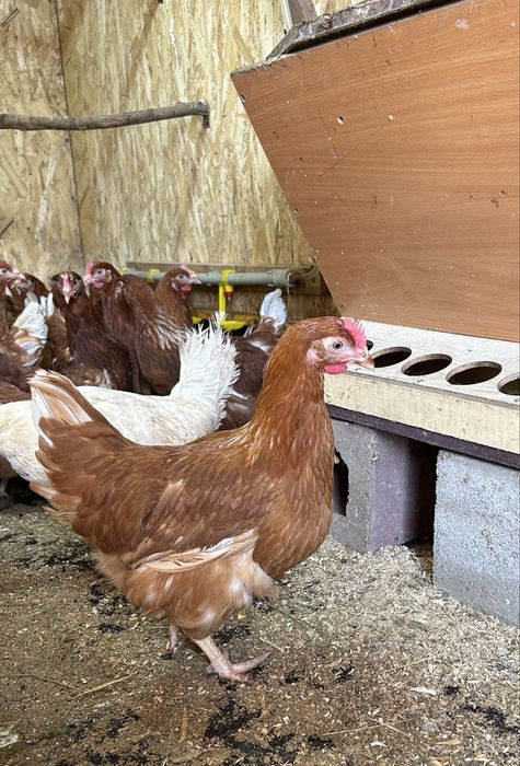 Несушки Ломан Браун мододки 5 месяцев