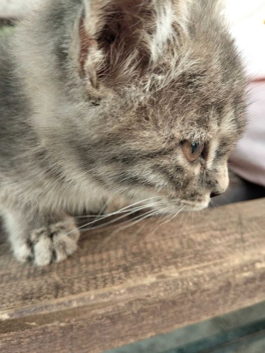 Котенок в добрые руки