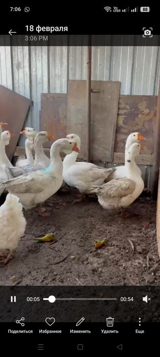Продам гусей смешаные
