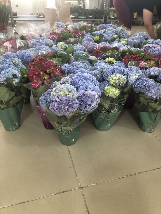 Гортензия в горшке