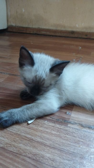 котята объявления