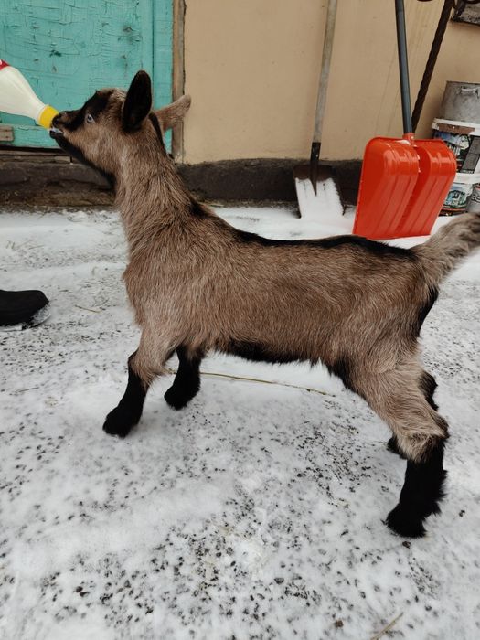 Альпийский козлик на племя.