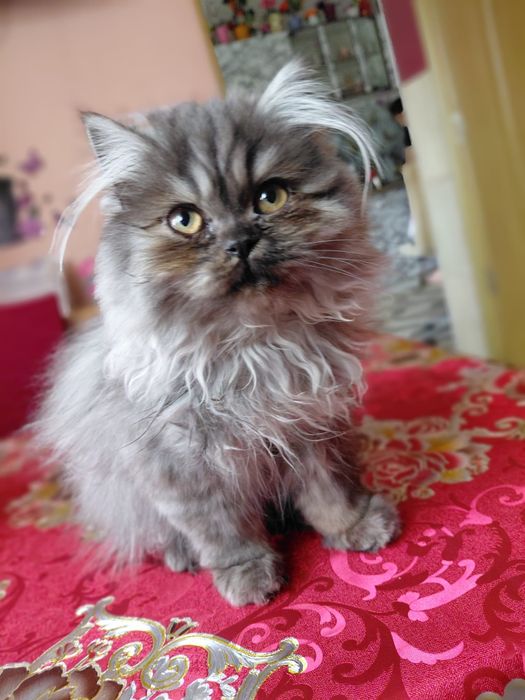 Pisicuță persană disponibil