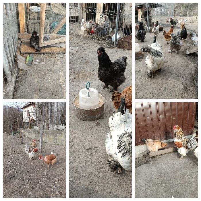 Oua pentru incubat gaini motate, barboase si motate frezate