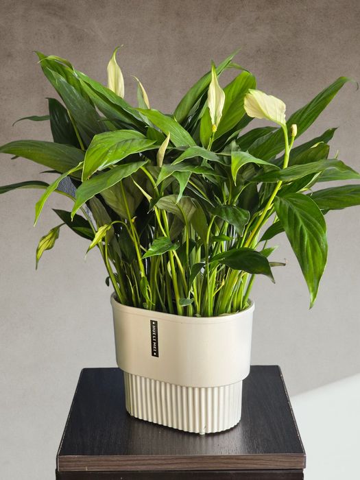 Спатифиллум (Женское Счастье) Цветы Гуллар Орхидеи Комнатные Растения