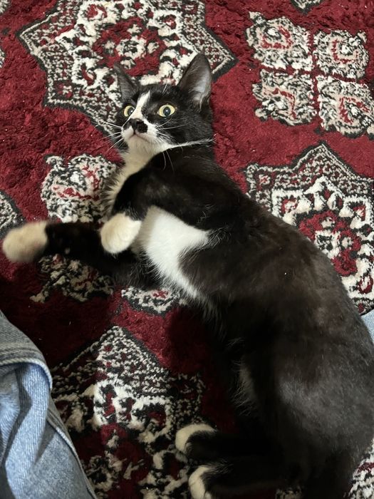 Угил бола мушук яхши инсонларга