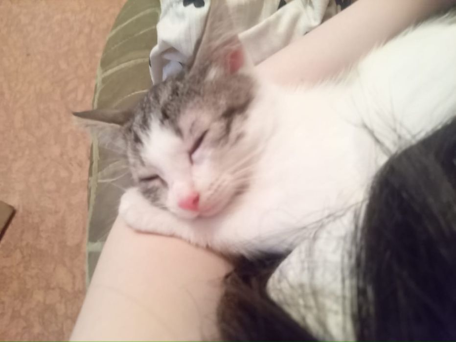 Котенки в хорошие руки!