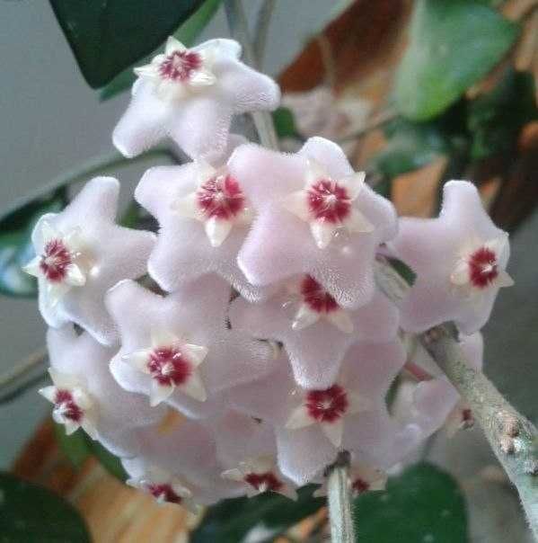 Продам. Хойя - растение семейного счастья.