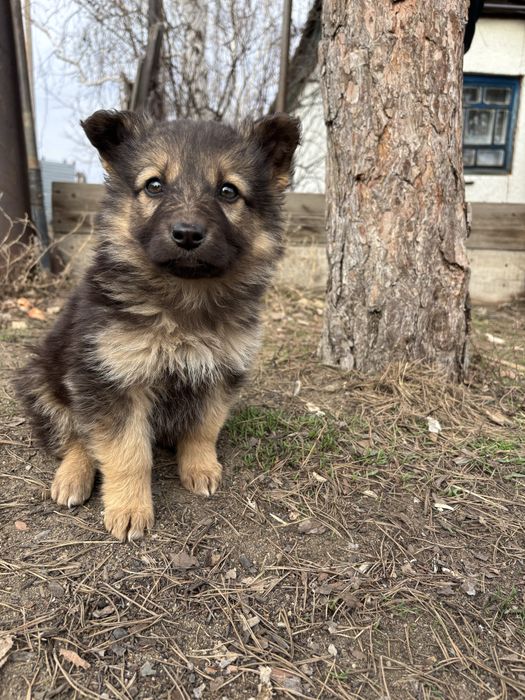 Щенки ( мальчики ) в добрые руки