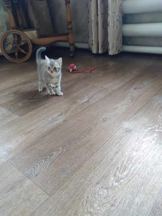 Отдам бесплатно котика