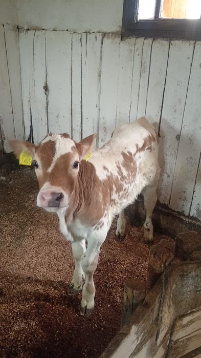 Vând vițica și vițel