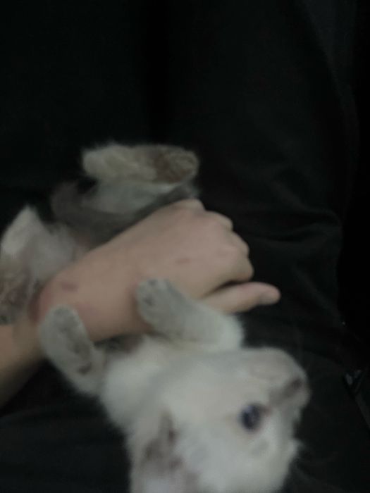 Котята бесплатно