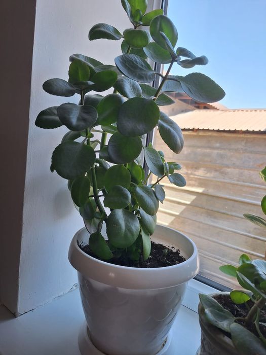 Комнатные цветы-горшоктағы гүлдер