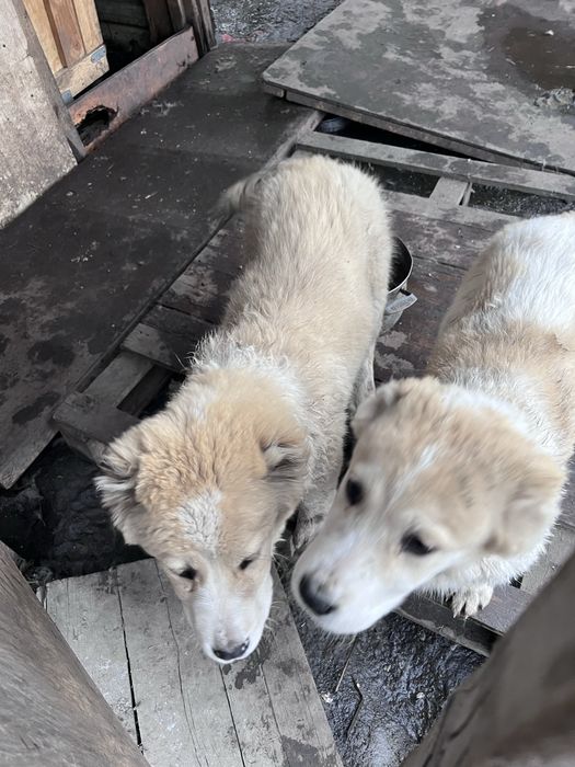 Продаются щенки САО