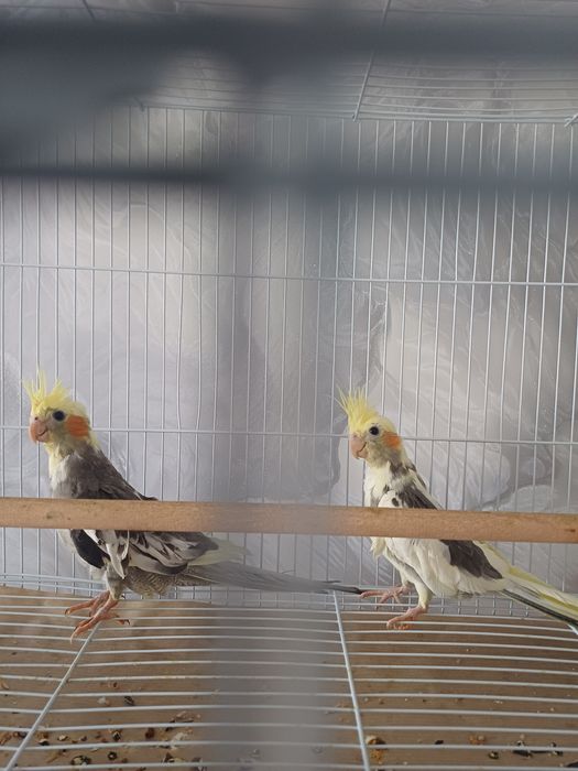 Продам попугая, корелла