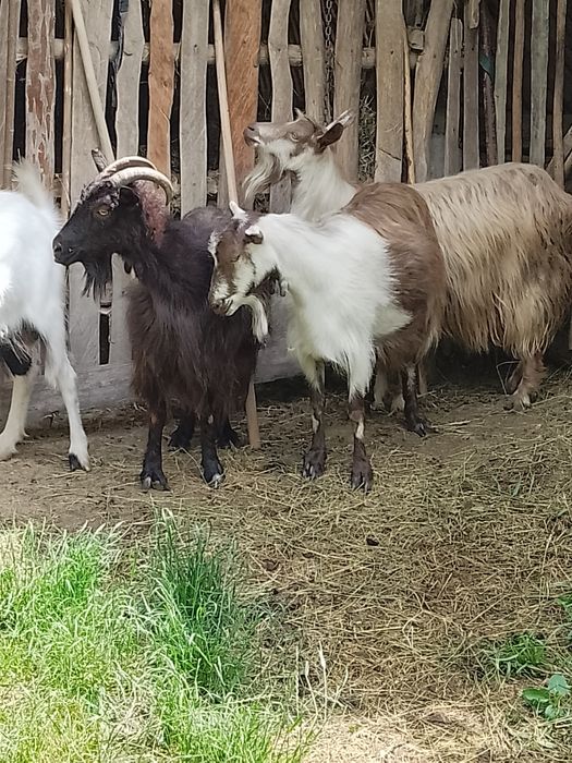 Vând capre bune de lapte