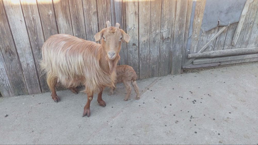 De vânzare capră cu ied