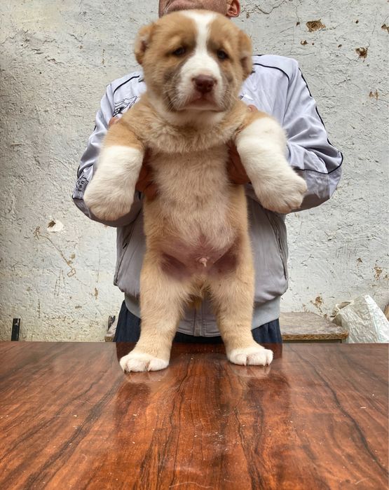 Щенок Туркменского Алабая ( чистокровный )