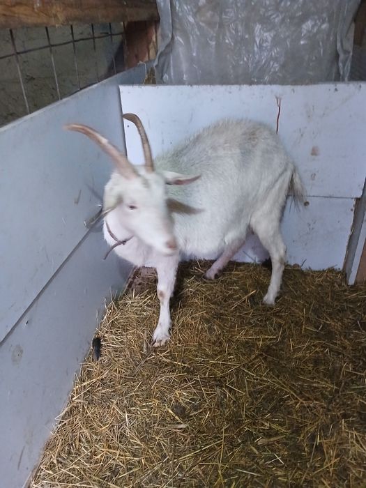 Екі ешкі, лақ лақ