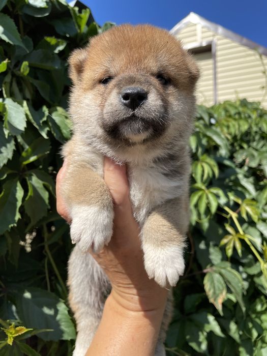 Японские сиба ину