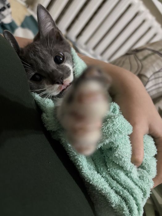Отдам котят даром